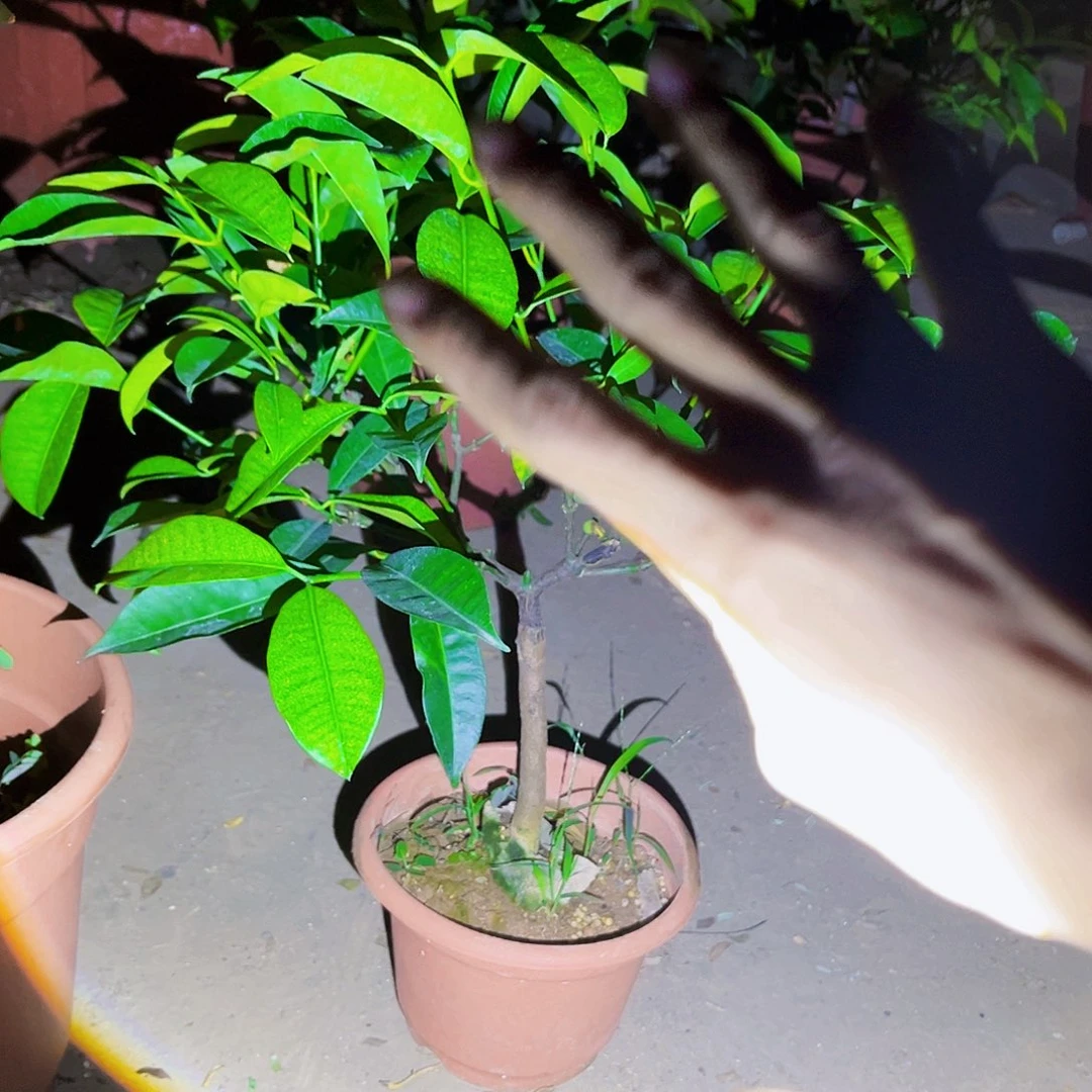 用***5完全开放果树88888888