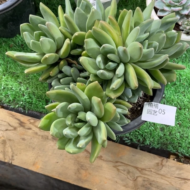 存*姐05海洋之星多肉植物朵朵