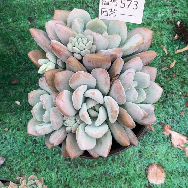 静**光573圆叶奥普多肉植物