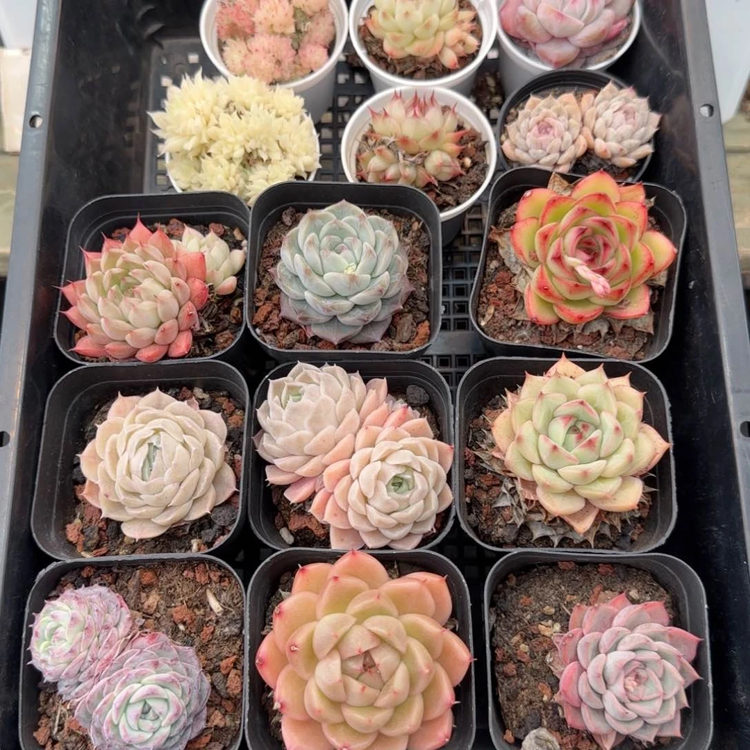 框拍框拍0208-102