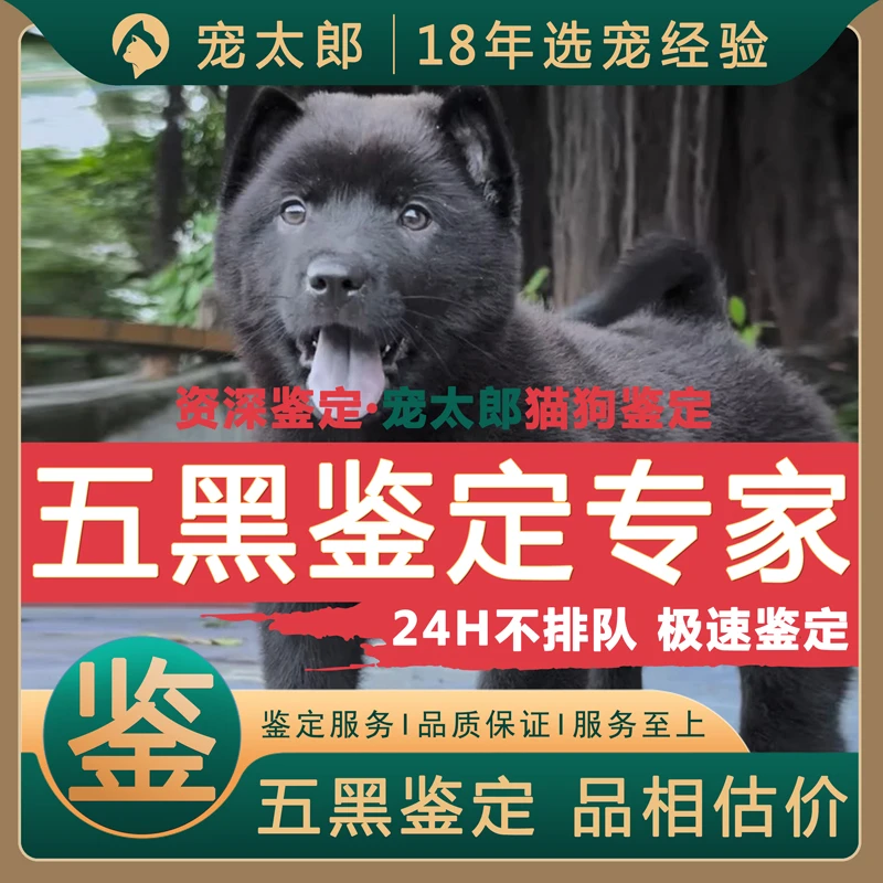 黑犬鉴定狗品相鉴定中华田园犬估价五红犬鉴定五黑犬估价鉴别土狗