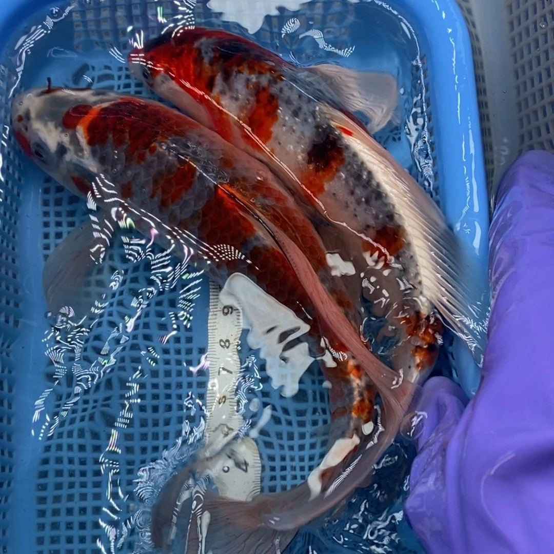 锦鲤冷水锦鲤包邮