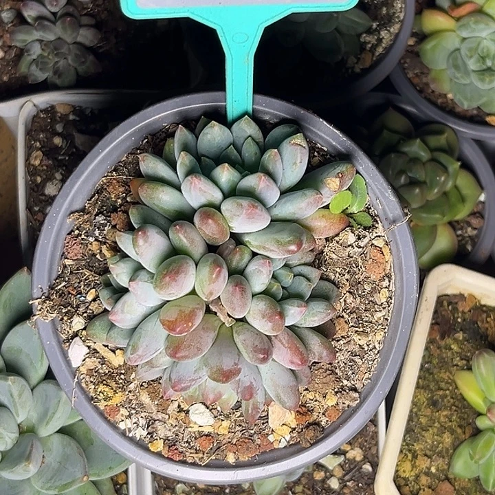多肉植物人鱼sp393