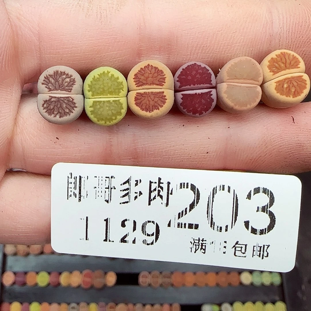 满满18包邮1129-203