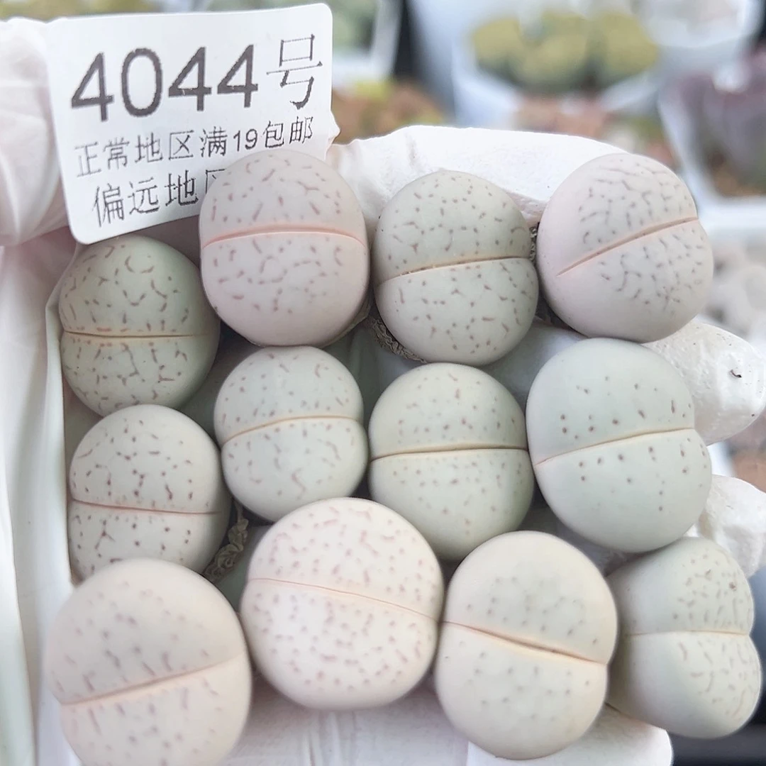 4044四年大白12个2cm左右