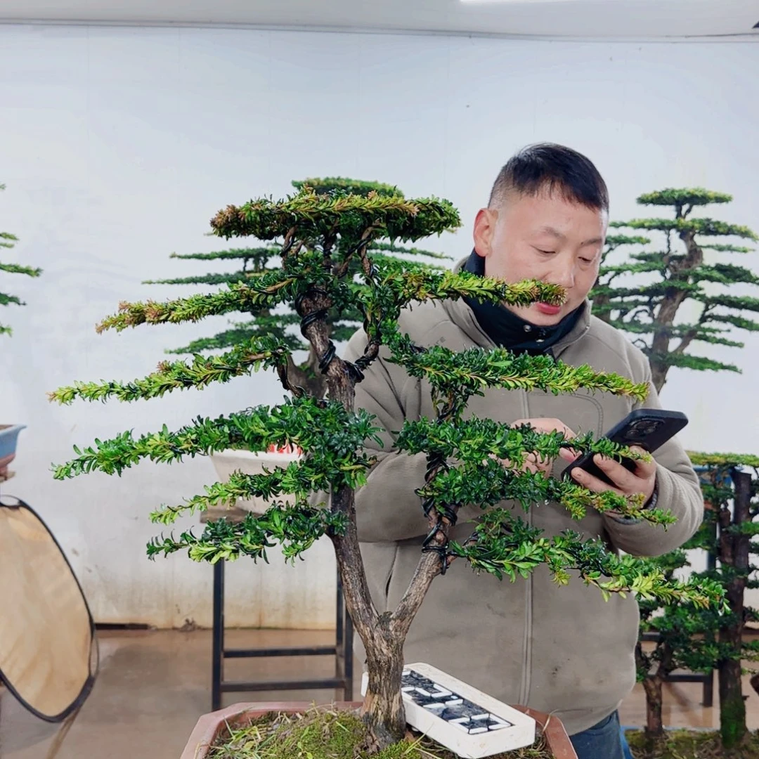 雨***步无花朵盆景园林……