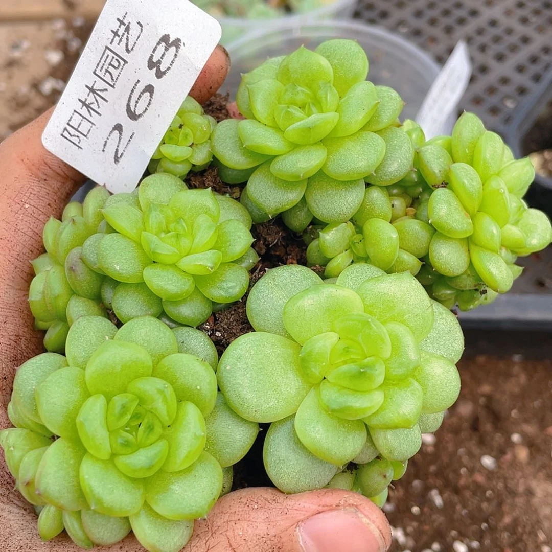多肉植物多肉植物268