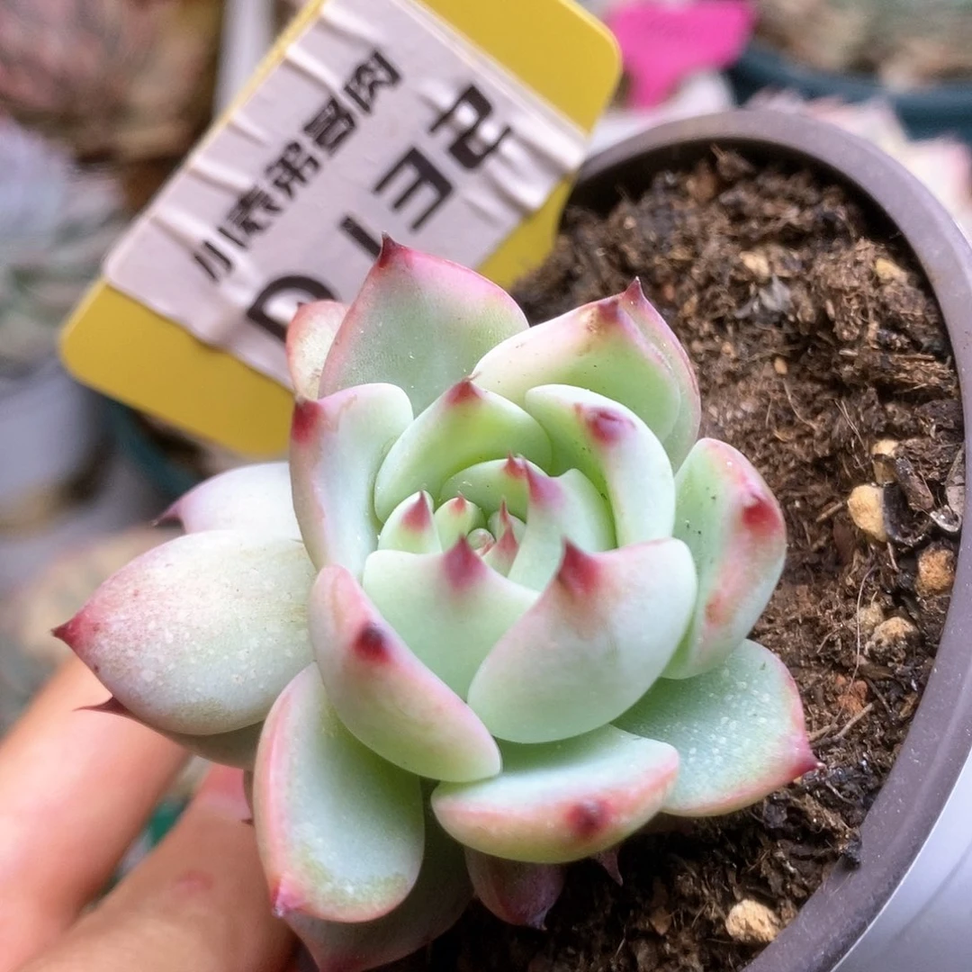 D132锦锦锦锦锦锦