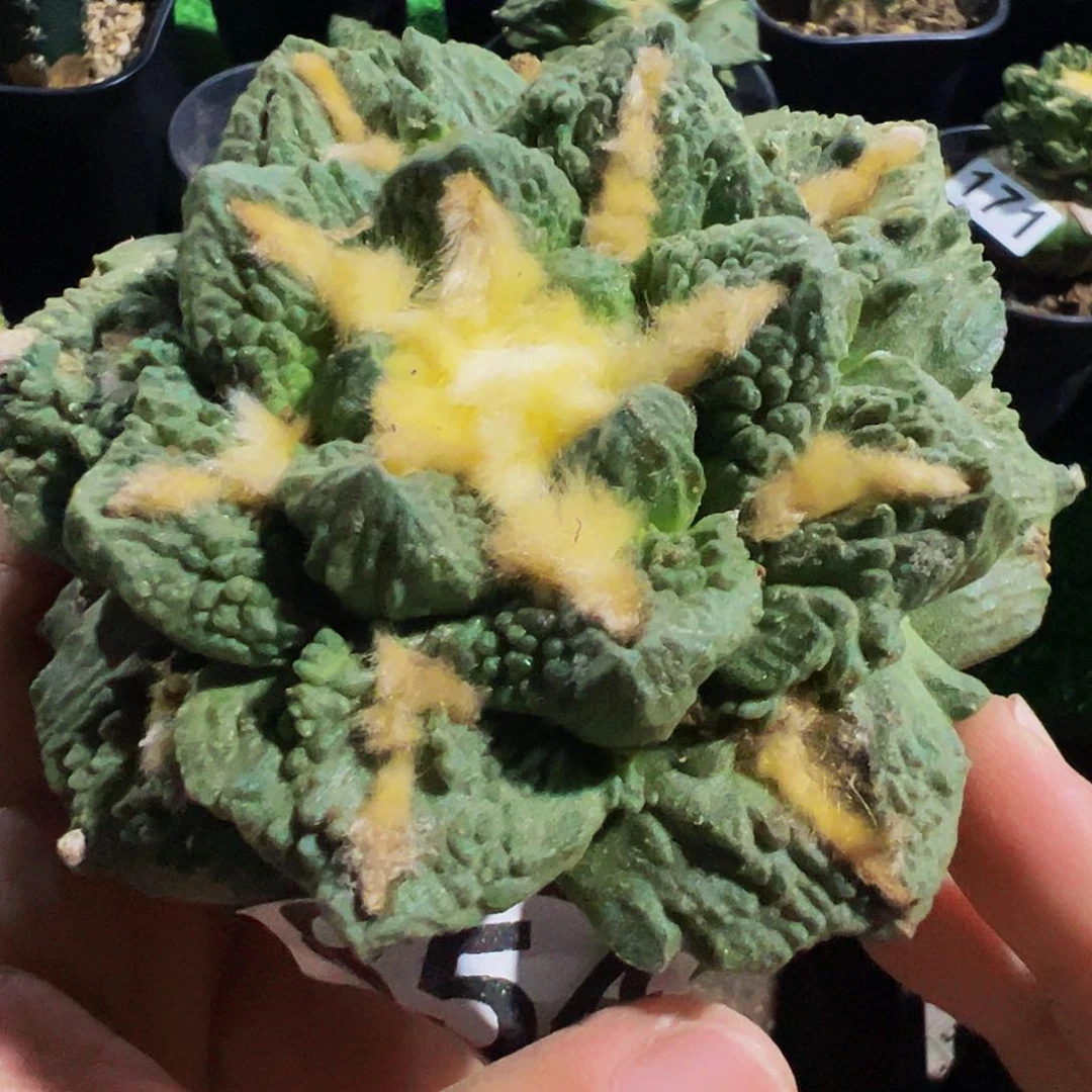 无花朵大尤龟甲牡丹854