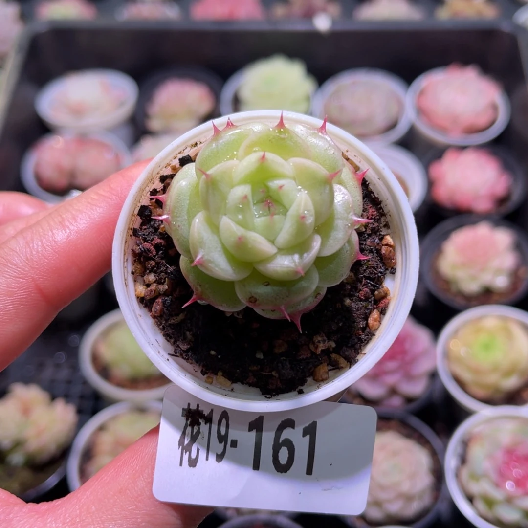 花利美19-161海王