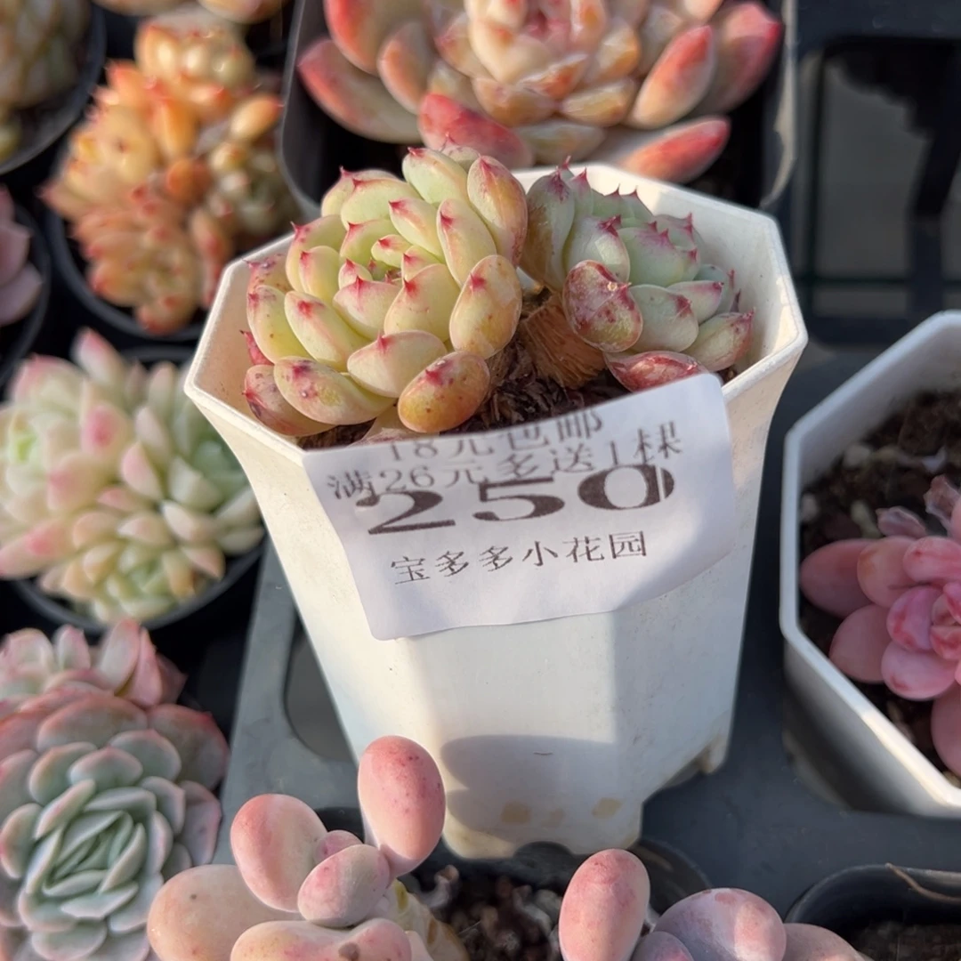 250号双头白胖子小老桩一物一拍