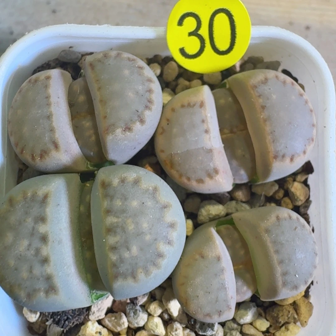 30.....多肉.....