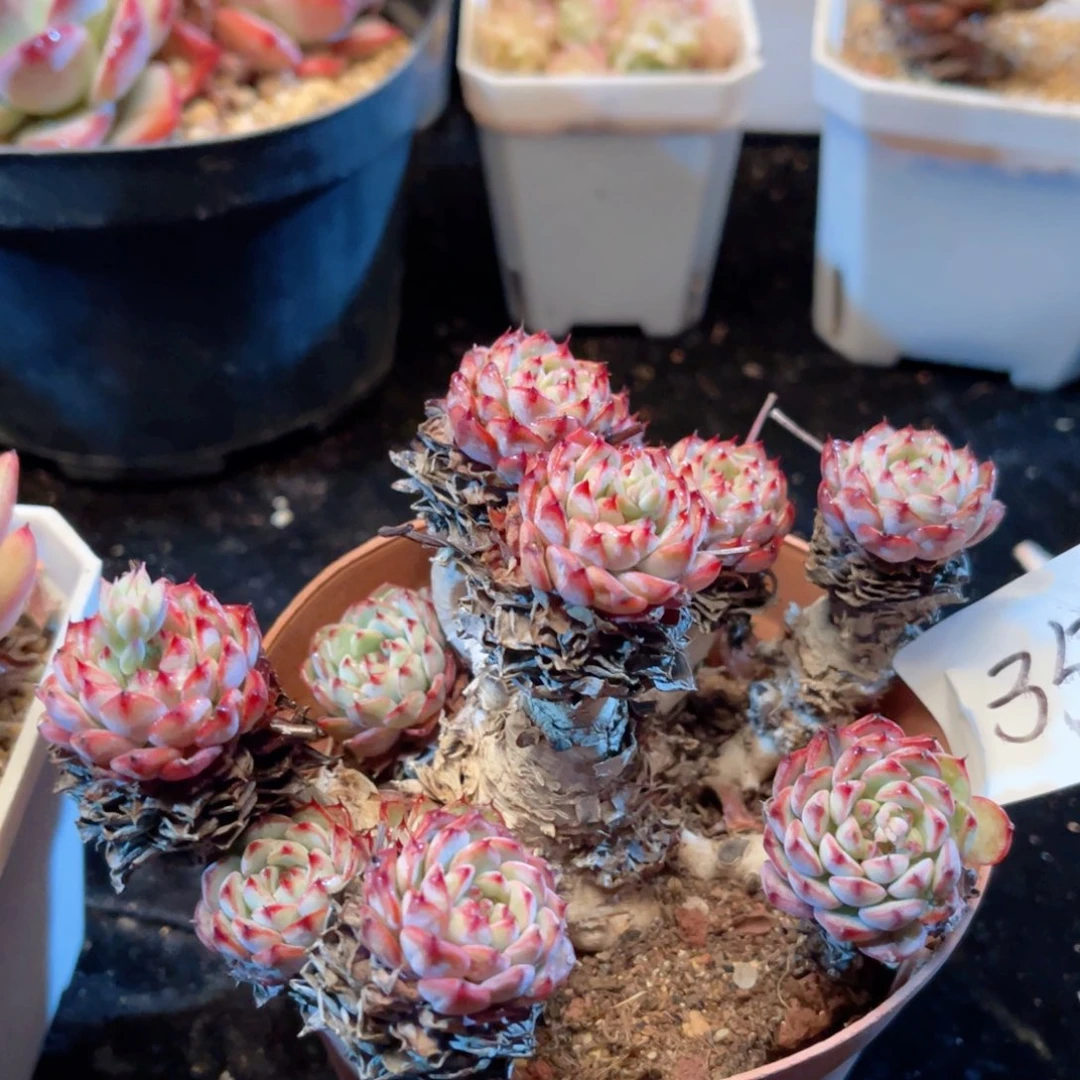 小**Z0035姬莲（带盆土球发）