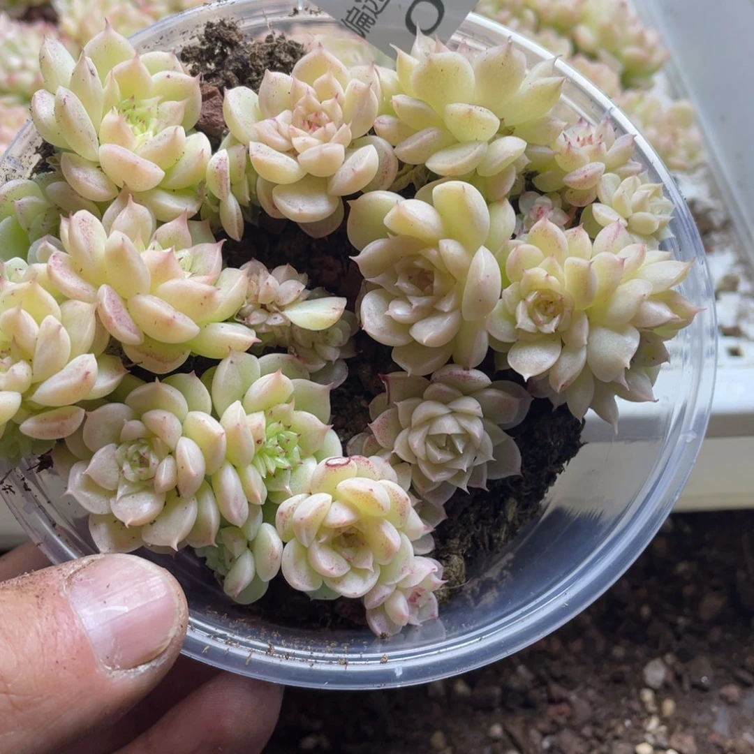 量拍麦秆一份一盒070