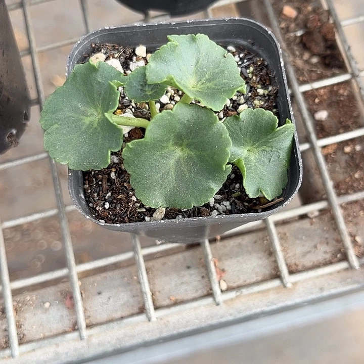 我也不知道我为什么要