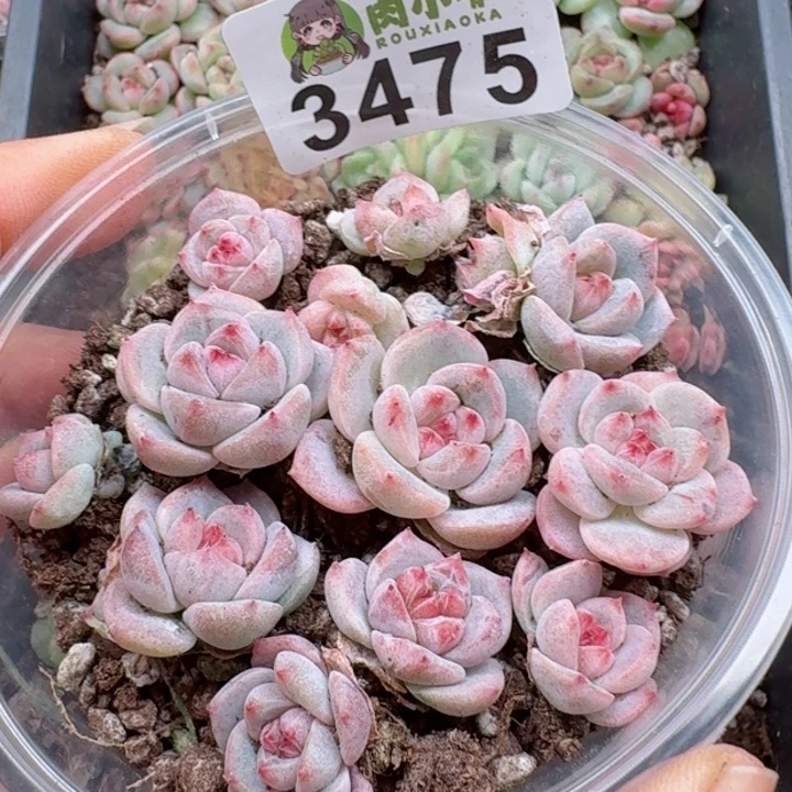 多肉植物多肉植物