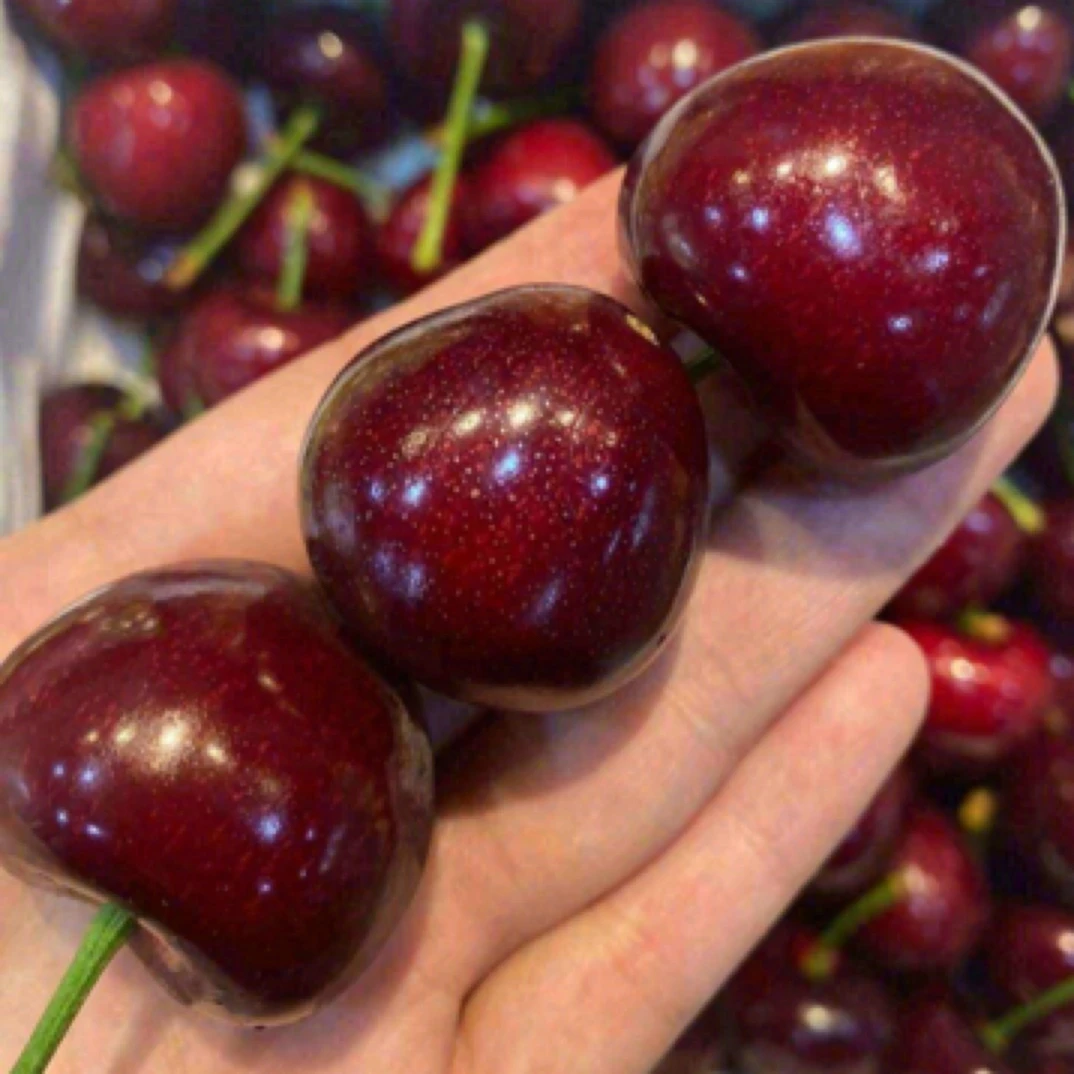 大连美早 2JD大樱桃 400g/1盒桑提娜智利