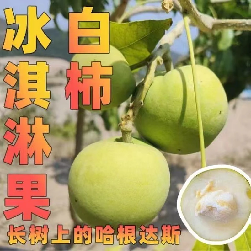 状元红冰淇淋果苗嫁接四季白柿 沃农果 南方盆栽地栽四季种植