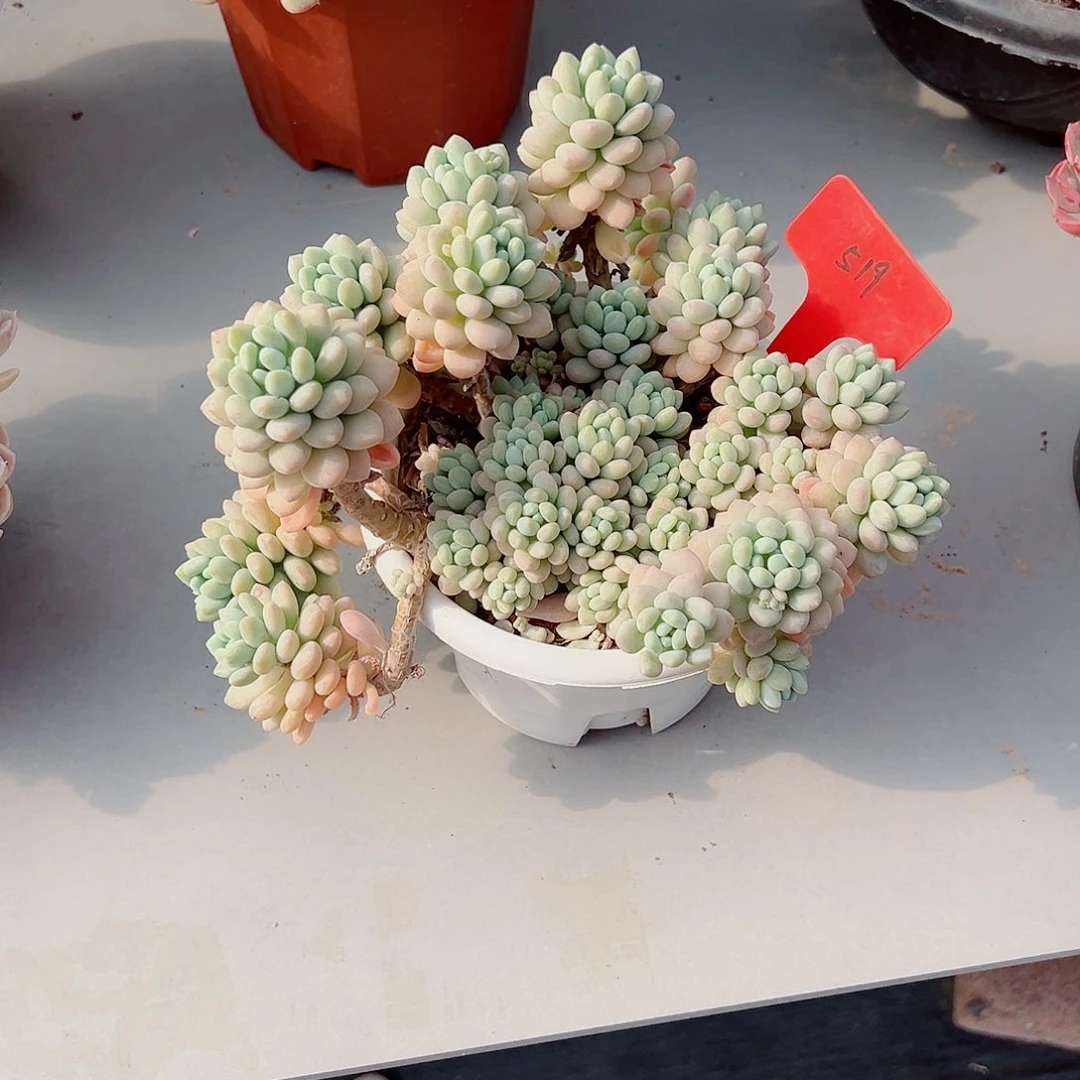 恶***女519洛可可多肉植物