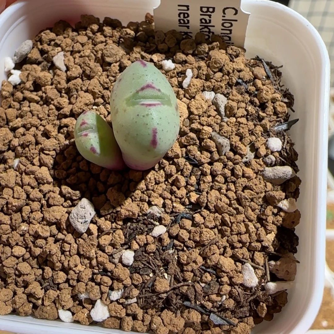 肉锥多肉植物组合-龙姬1620
