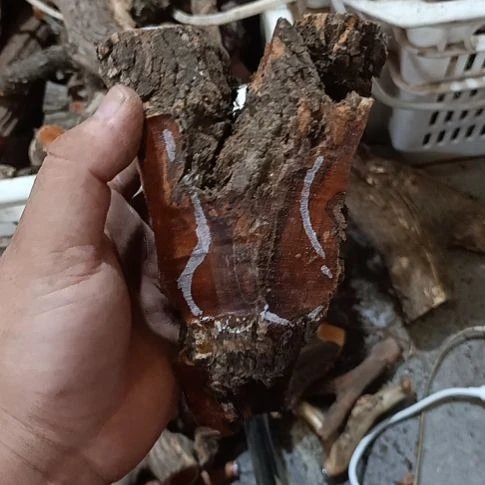 淡***尘大果紫檀（缅甸花梨）