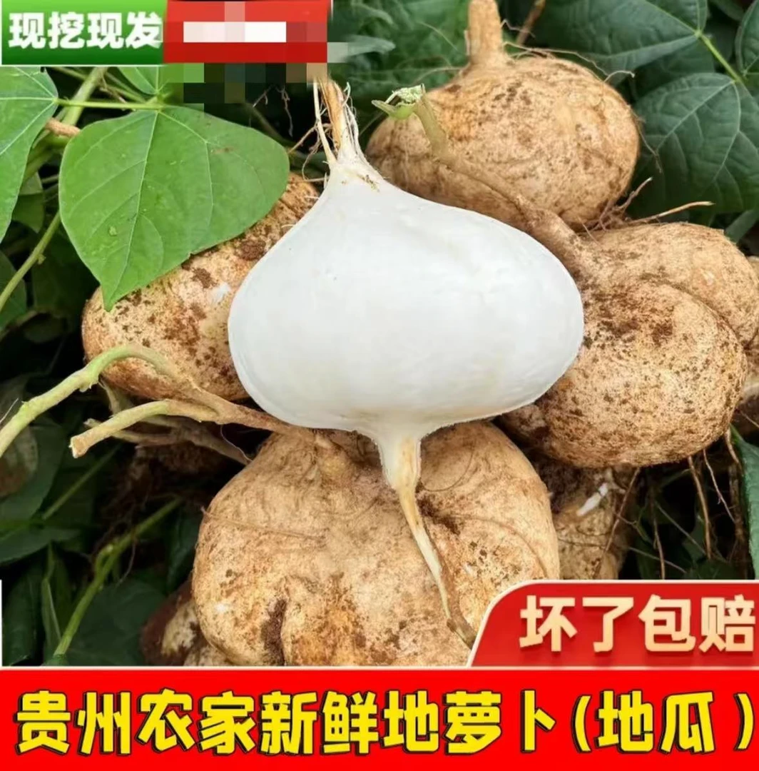 【贵州地萝卜】安顺黄泥沙地地萝卜新鲜现挖凉薯脆甜多汁当季水果