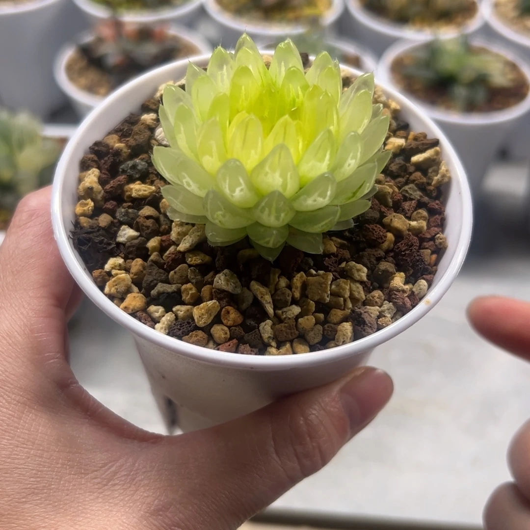 黄金女神11111111111111