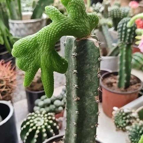 ****顺青蛇缀化秀普嫁接易折不包损6