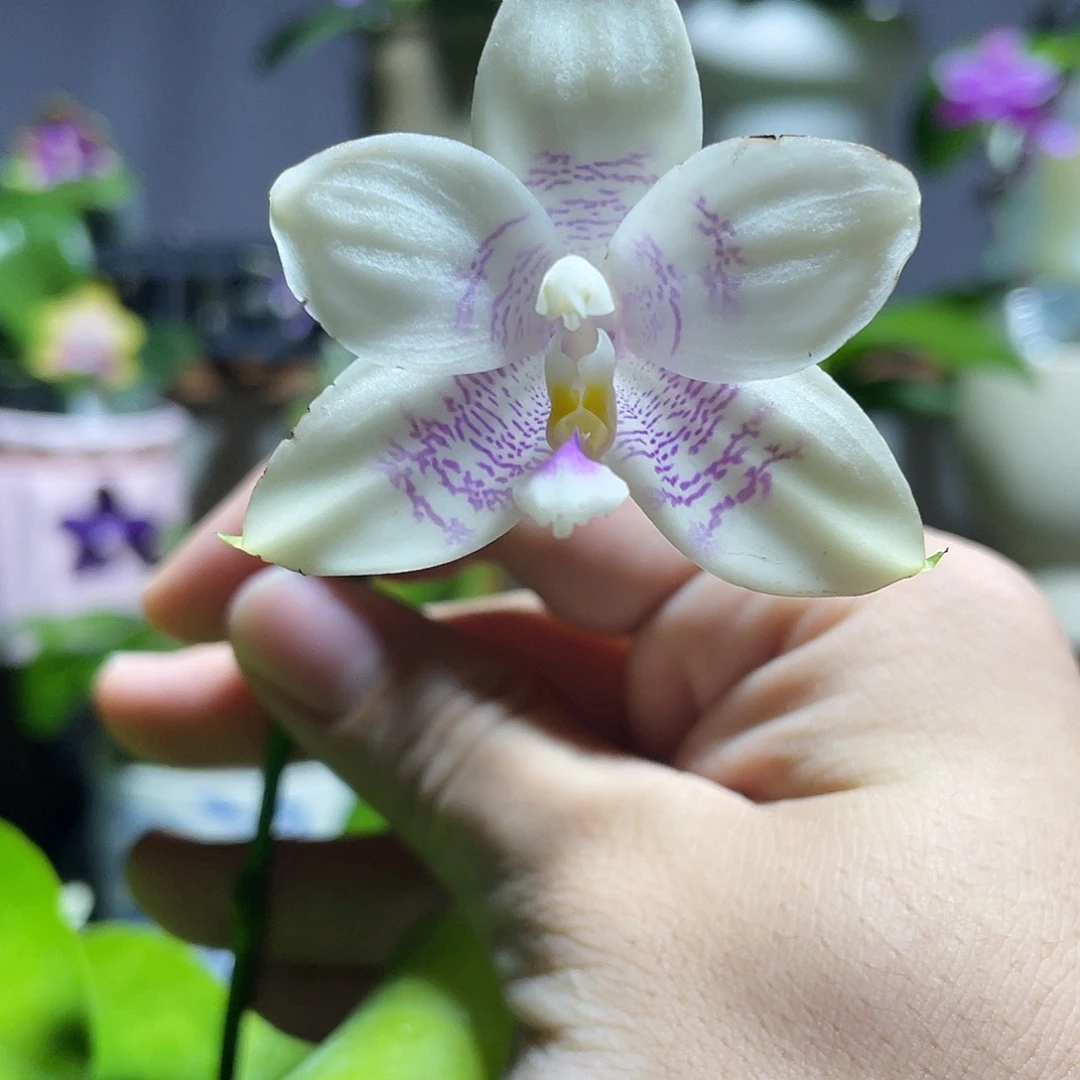 完全开放105叶瑕花期不保