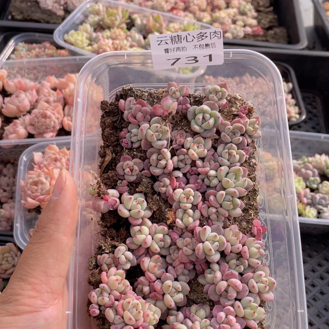 云糖心多肉植物731