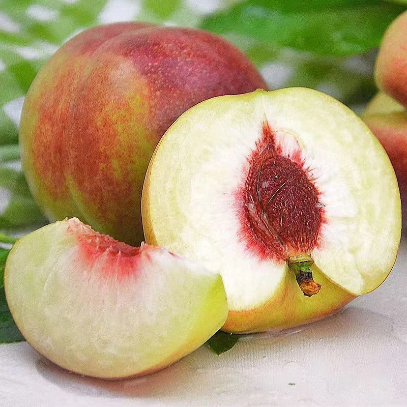 山东潍坊正宗青州蜜桃新鲜采摘脆甜多汁毛桃小时候的味道老少适宜