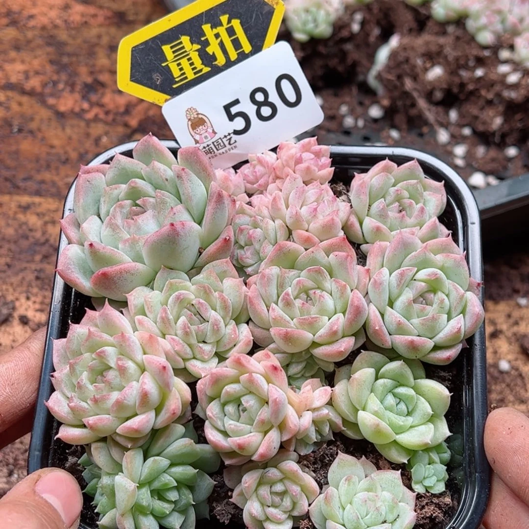 多肉植物多肉植物