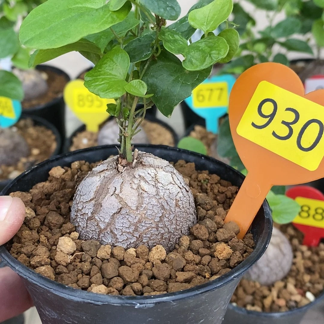 南非龟甲龙龟甲龙