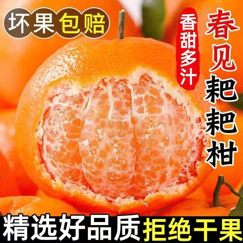 四川耙耙柑鲜甜多汁自然成熟新鲜应季水现摘现发果包邮老树果