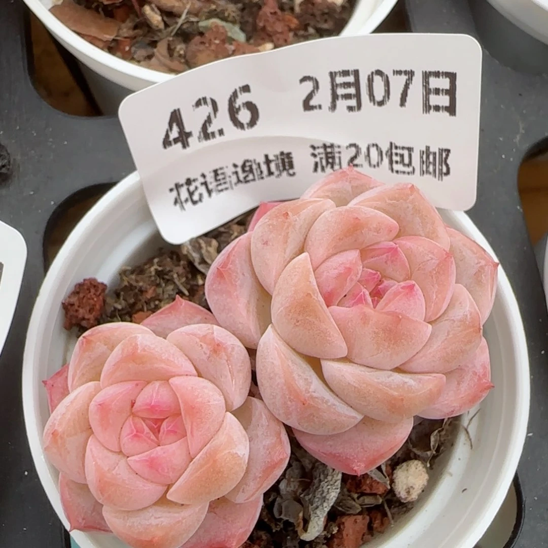 花语逸镜0207-426