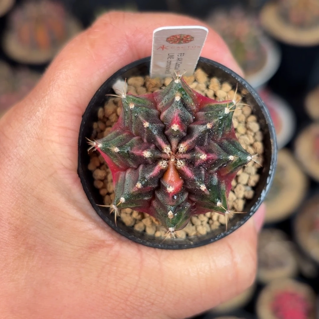 泰系米哈侧牙福利101