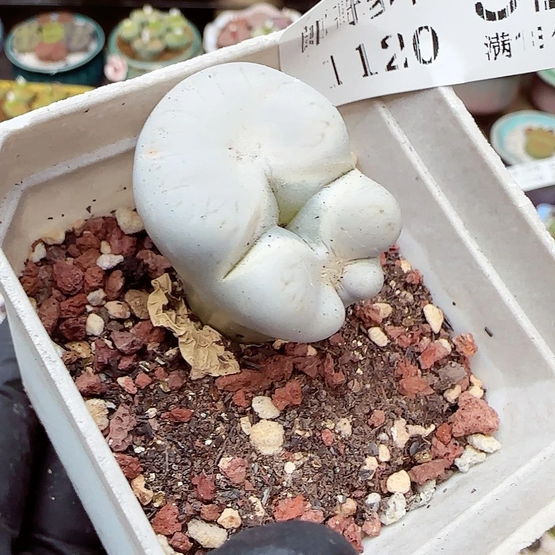 生石花满18包邮1120-52