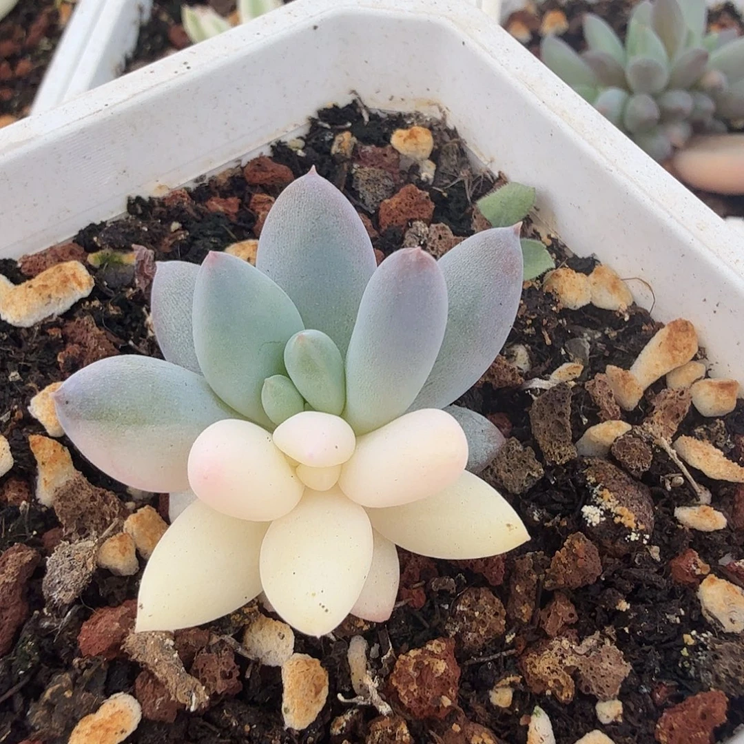 美人锦，阴阳多肉植物