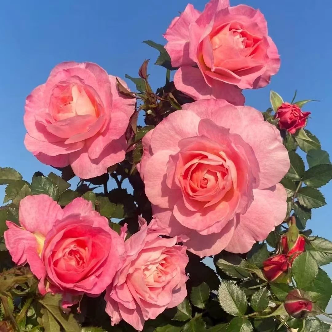 海神王大花开浓香特大花庭院阳台花卉植物造景玫瑰盆栽绿植浓香