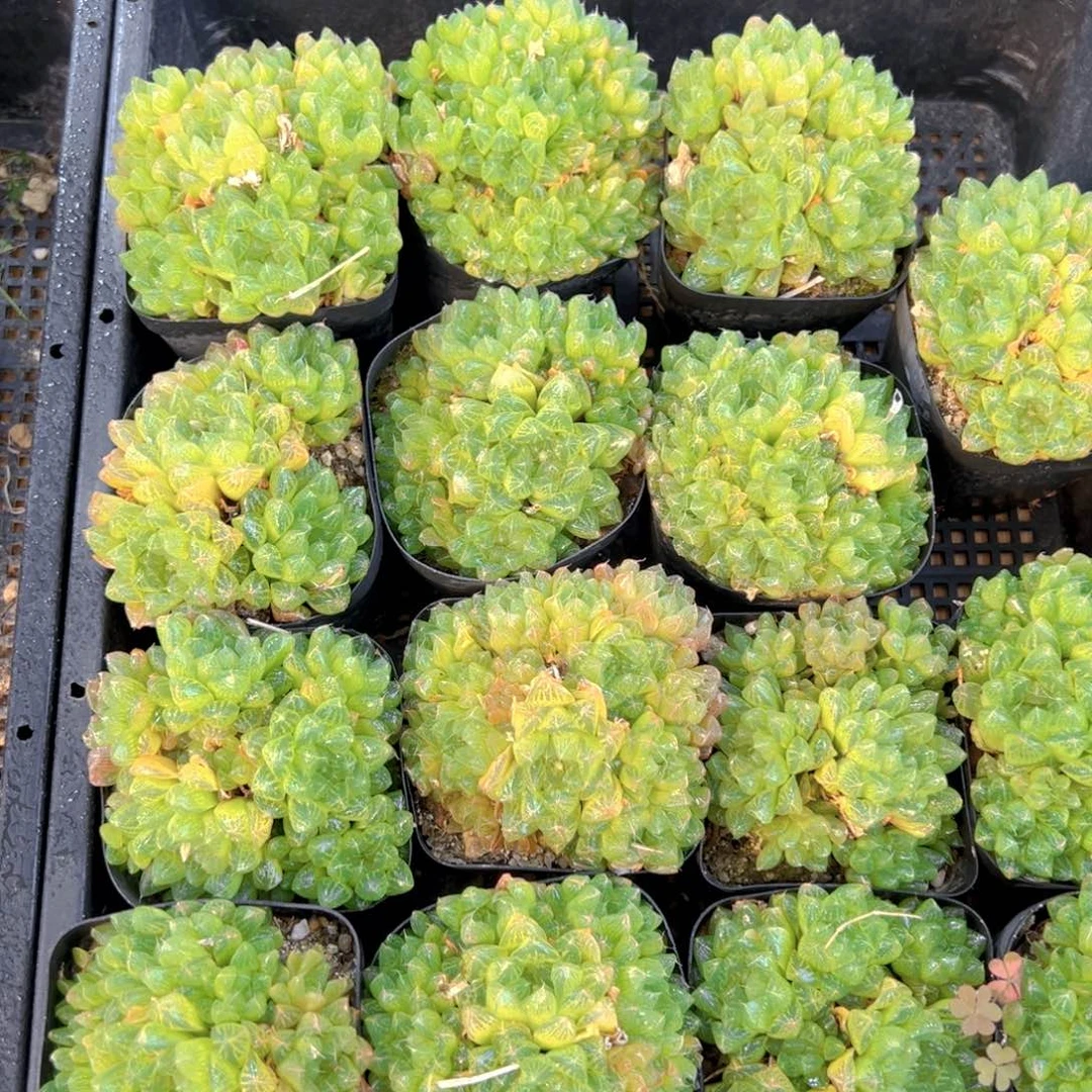 雪花群多肉多肉多肉一颗