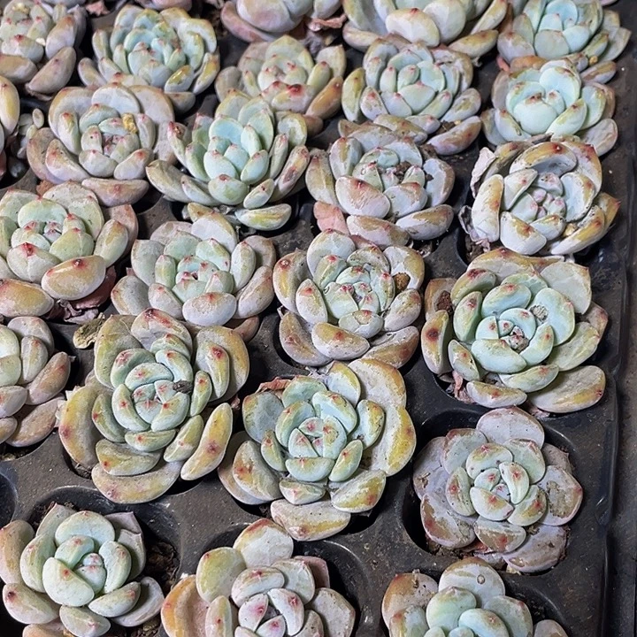 小单头橙子1元带土发