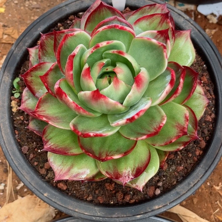 用***9惊鸿仙子多肉植物A88姐