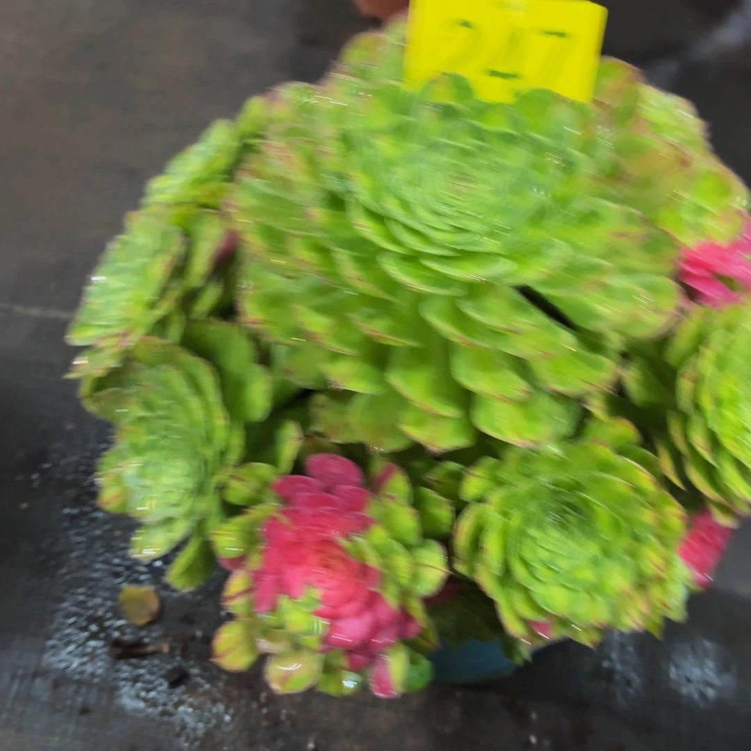 哈哈多肉葡萄福利247