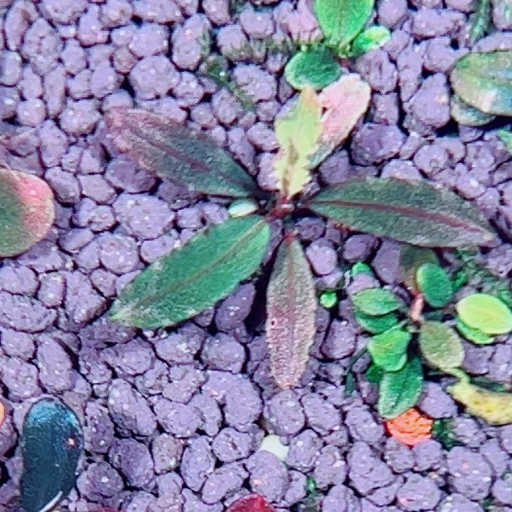 福利2号福利价植物一头