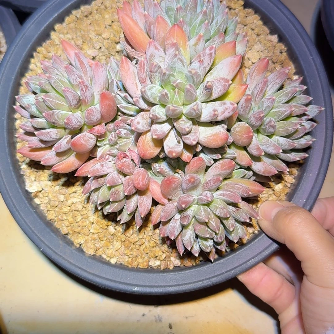 胖体炫彩星整无砍老桩