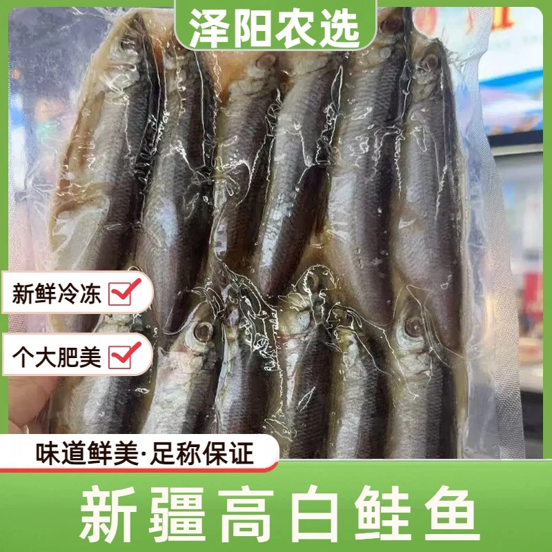 【泽阳农选】新疆高白鲑鱼冷水鱼皇后