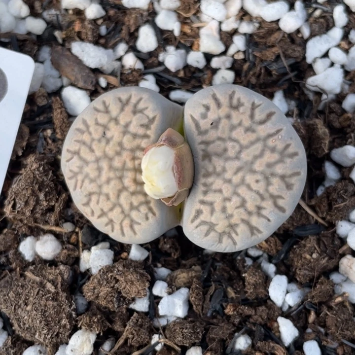 非偏远满20包邮394