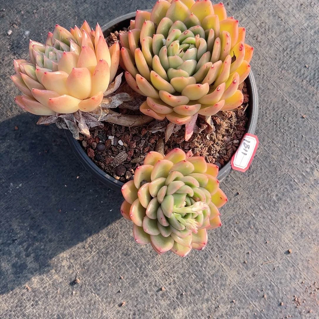 瑞*1811玉杯东云多肉