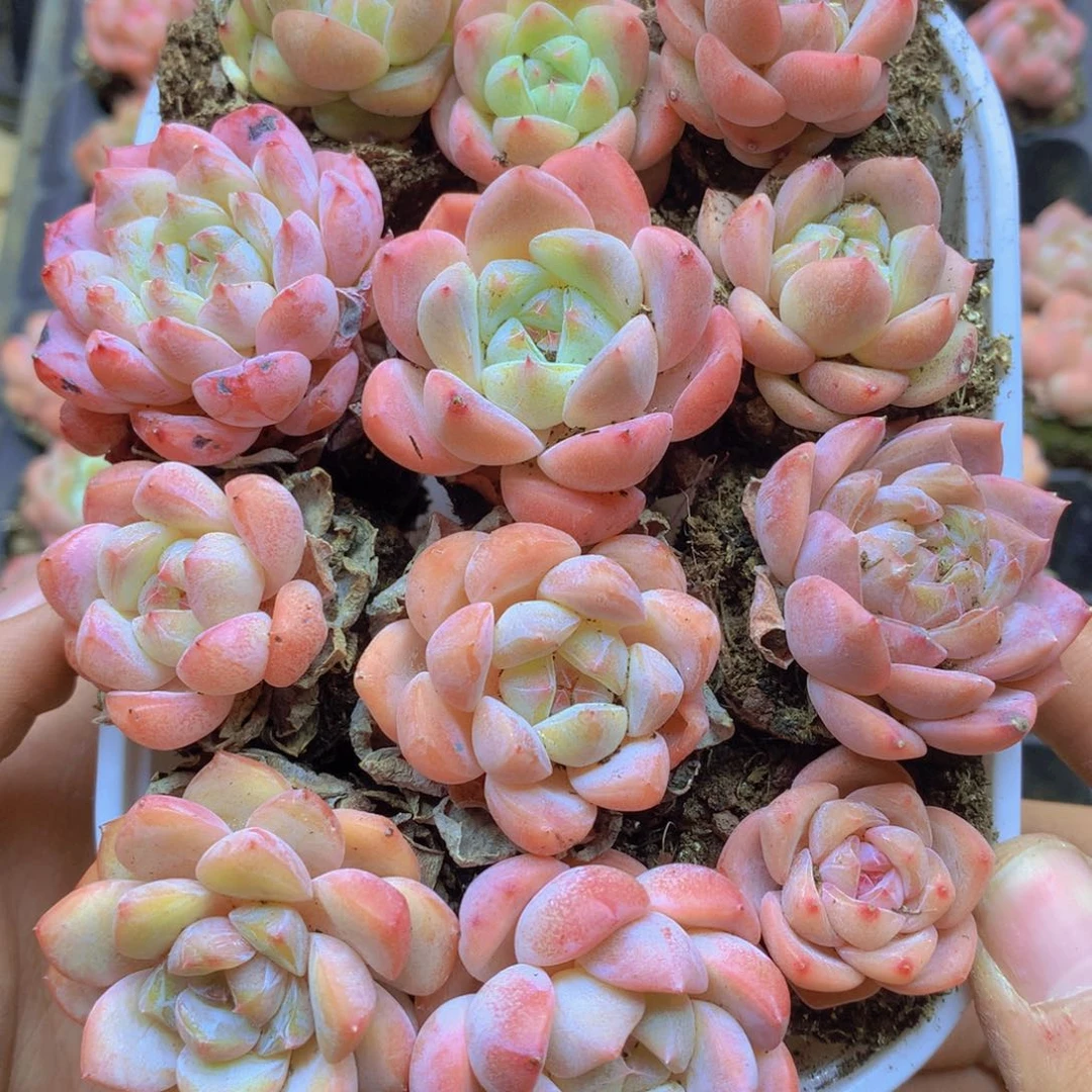 我要去看你了啊045