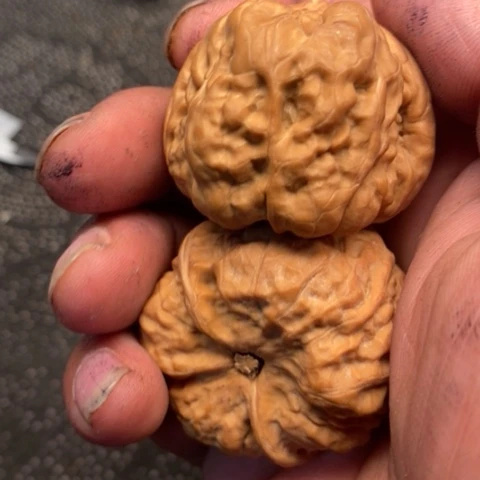 文玩核桃把件蛤蟆20
